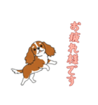 [お疲れ様です専用]キャバリア（個別スタンプ：12）