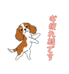 [お疲れ様です専用]キャバリア（個別スタンプ：13）