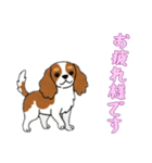 [お疲れ様です専用]キャバリア（個別スタンプ：14）
