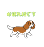 [お疲れ様です専用]キャバリア（個別スタンプ：16）