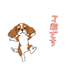 [了解です専用]キャバリア（個別スタンプ：1）