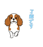 [了解です専用]キャバリア（個別スタンプ：8）