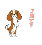 [了解です専用]キャバリア（個別スタンプ：11）