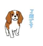 [了解です専用]キャバリア（個別スタンプ：13）