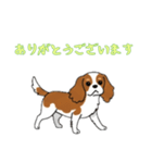 [ありがとうございます専用]キャバリア（個別スタンプ：1）