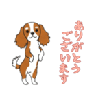 [ありがとうございます専用]キャバリア（個別スタンプ：2）