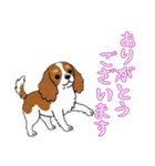 [ありがとうございます専用]キャバリア（個別スタンプ：3）
