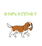 [ありがとうございます専用]キャバリア（個別スタンプ：6）