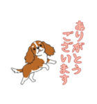 [ありがとうございます専用]キャバリア（個別スタンプ：7）