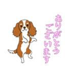 [ありがとうございます専用]キャバリア（個別スタンプ：8）