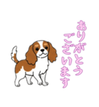 [ありがとうございます専用]キャバリア（個別スタンプ：9）