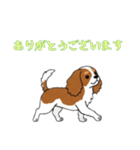 [ありがとうございます専用]キャバリア（個別スタンプ：11）