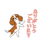 [ありがとうございます専用]キャバリア（個別スタンプ：12）