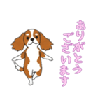 [ありがとうございます専用]キャバリア（個別スタンプ：13）