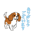 [ありがとうございます専用]キャバリア（個別スタンプ：14）