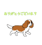 [ありがとうございます専用]キャバリア（個別スタンプ：15）