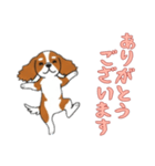[ありがとうございます専用]キャバリア（個別スタンプ：16）