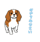 [おやすみなさい専用]キャバリア（個別スタンプ：1）