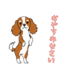 [おやすみなさい専用]キャバリア（個別スタンプ：3）