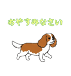 [おやすみなさい専用]キャバリア（個別スタンプ：5）