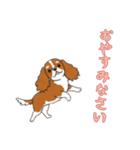 [おやすみなさい専用]キャバリア（個別スタンプ：8）