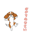 [おやすみなさい専用]キャバリア（個別スタンプ：9）