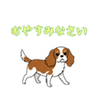 [おやすみなさい専用]キャバリア（個別スタンプ：10）