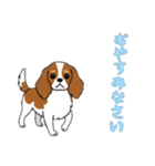 [おやすみなさい専用]キャバリア（個別スタンプ：11）
