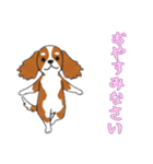[おやすみなさい専用]キャバリア（個別スタンプ：12）