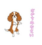 [おやすみなさい専用]キャバリア（個別スタンプ：13）