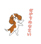 [おやすみなさい専用]キャバリア（個別スタンプ：14）