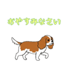 [おやすみなさい専用]キャバリア（個別スタンプ：15）