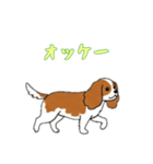 [オッケー専用]キャバリア（個別スタンプ：1）