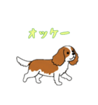 [オッケー専用]キャバリア（個別スタンプ：2）