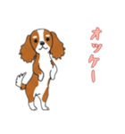 [オッケー専用]キャバリア（個別スタンプ：3）
