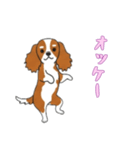 [オッケー専用]キャバリア（個別スタンプ：5）