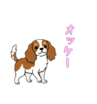 [オッケー専用]キャバリア（個別スタンプ：6）