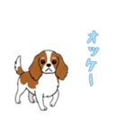 [オッケー専用]キャバリア（個別スタンプ：7）
