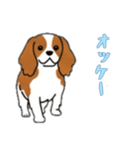 [オッケー専用]キャバリア（個別スタンプ：8）