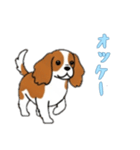 [オッケー専用]キャバリア（個別スタンプ：9）