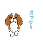 [オッケー専用]キャバリア（個別スタンプ：10）