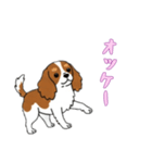 [オッケー専用]キャバリア（個別スタンプ：11）