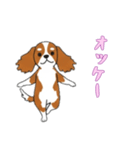 [オッケー専用]キャバリア（個別スタンプ：12）