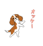 [オッケー専用]キャバリア（個別スタンプ：13）