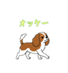 [オッケー専用]キャバリア（個別スタンプ：15）