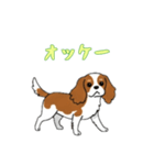 [オッケー専用]キャバリア（個別スタンプ：16）