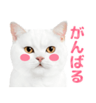 猫の顔写真❤️楽しく使える日常会話♪（個別スタンプ：3）