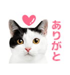 猫の顔写真❤️楽しく使える日常会話♪（個別スタンプ：6）