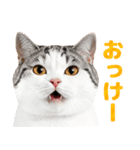 猫の顔写真❤️楽しく使える日常会話♪（個別スタンプ：7）