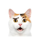 猫の顔写真❤️楽しく使える日常会話♪（個別スタンプ：13）